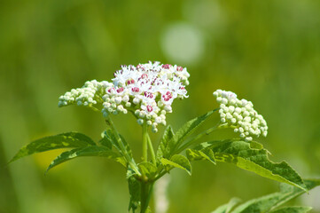 Fototapeta premium Dwarf elder inflorescence closeup view with selective focus in foreground
