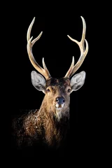 Foto auf Alu-Dibond Close Deer Portrait auf schwarzem Hintergrund © byrdyak