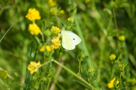 Cabbage white butterfly on Sickle medick in bloom closeup view with selective focus on background