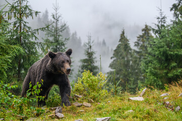 Wild adult Brown Bear in the mountain summer forest