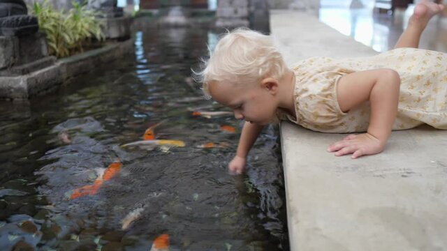 Caucasian 2 year old baby girl playing with koi fishes in the pond laying on her belly