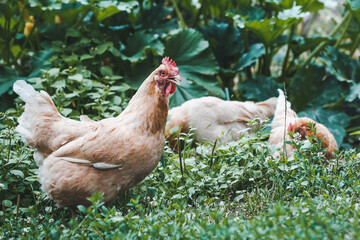 Two red hens are walking in the grass on a home farm.