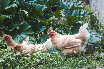 Two red hens are walking in the grass on a home farm.