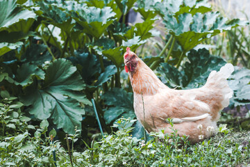Two red hens are walking in the grass on a home farm.