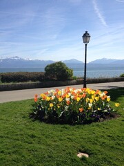Streetlights and tulips