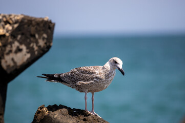 a seagull sitting on a piece of concrete by the seashore