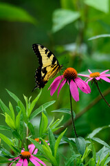 Black And Yellow Butterfly On Pink Flowers-1449