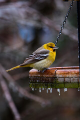 Bullock's Oriole Perched On Frozen Feeder-8631