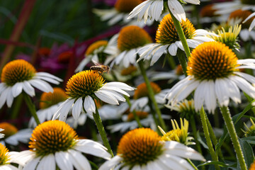 A bee on a white coneflower (echinacea) in full bloom with blurry foreground and background