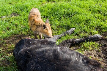 mangy fox eating a dead angus cow.