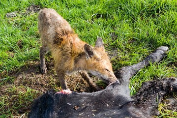 mangy fox eating a dead angus cow.