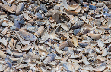 Many broken shells on the ground