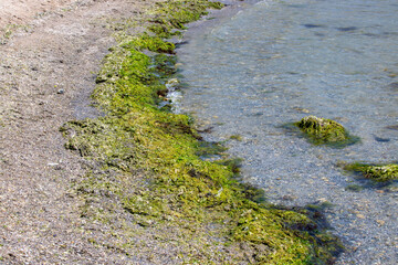 Many algae on the sea beach