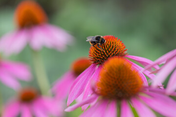 a bumblebee (bombus)sitting and harvesting on an coneflower blossom (echinacea) in full bloom
