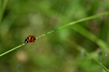 Ladybug is walking on a stem of a bent grass. Green background.