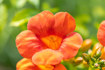 Fototapeta premium Close-up of orange and red blossoms and buds of hummingbird vine, also known as trumpet creeper or trumpet vine (campsis radicans)