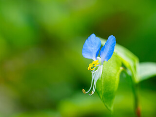 露草