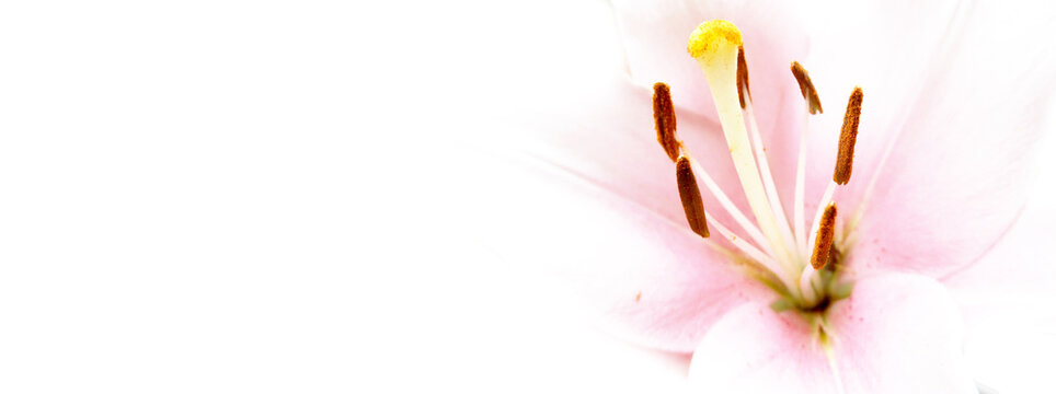 Pastel delicate colors background banner with lilium flower and copy space.