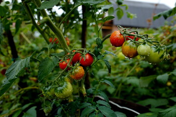 Tomato Cherry Blosem F1 outdoors after rain. August 2021. Omsk.