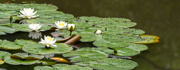 A lotus flower in Yamadaike Park Hirakata Osaka, Japan, May 2021th.