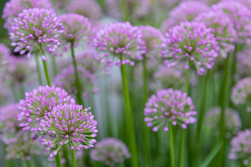 Obraz premium A bee on velvet allium lusitanicum with buds short before blooming