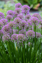 Bunch of velvet allium lusitanicum with buds short before blooming