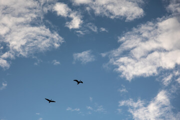 Silhouettes of two geese flying in the sky - blue sky with white clouds