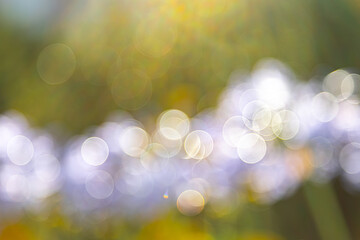 Obraz premium lensflares, blurred bokeh lights in white for webdesign, backgrounds, compositions and overlays