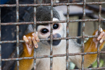 Amazonas: Iquitos - Perú