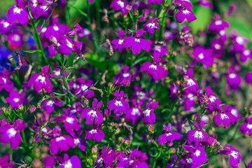 Obraz na płótnie Canvas Lobelia erinus long-stemmed is perennial herb, Small purple flowers.