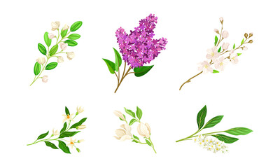 Bloomy Flower Branches with Tender Florets Vector Set
