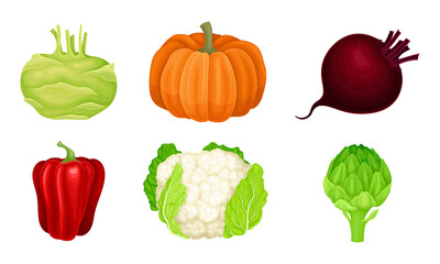 Ripe Vegetables as Healthy Raw Food Vector Set