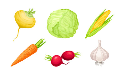 Ripe Vegetables as Healthy Raw Food Vector Set