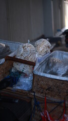 Indonesian white crackers. Usually consumed together with a heavy meal