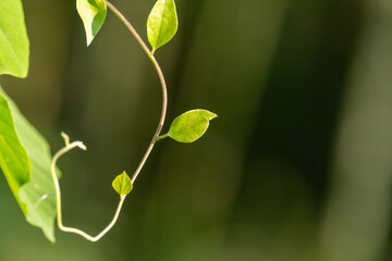 close up of a green leaves