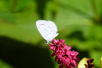 Holly Blue (Celastrina argiolus), family Blues (Lycaenids) on flowers Knotweed, knotgrass (Polygonum amplexicaule), family Buckwheat (Polygonaceae).