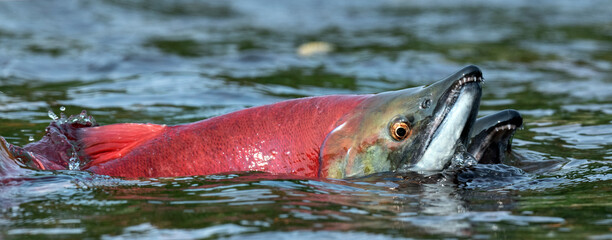 Sockeye Salmon in the river. Red spawning sockeye salmon in a river. Sockeye Salmon swimming and spawning. Scientific name: Oncorhynchus nerka. Natural habitat. Kamchatka, Russia. - 449806995