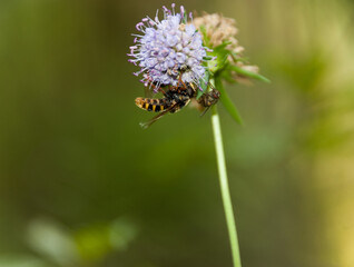 Flies are sitting on a flower upside down