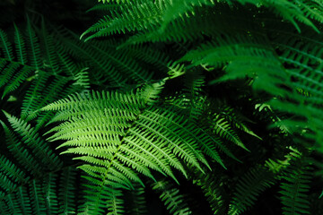Beautyful ferns leaves background in sunlight. Green foliage natural floral pattern. Selective focus