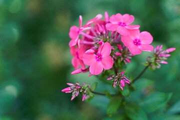 Obraz premium phlox pink flowers on blurry green background. High quality photo