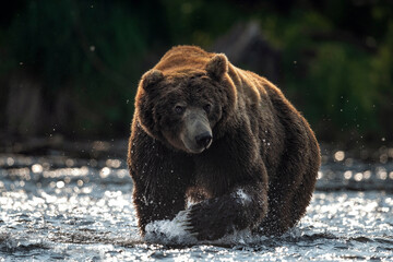 Obraz na płótnie Canvas Wild adult male of brown bear fishing for salmon. Front view. Sunset backlight. Brown bear chasing sockeye salmon at a river. Kamchatka brown bear: Ursus Arctos Piscator. Natural habitat.