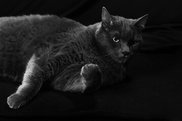 Gato gris oscuro en fondo negro mirando fijamente enigmático misterioso clave baja posando acostado descansando