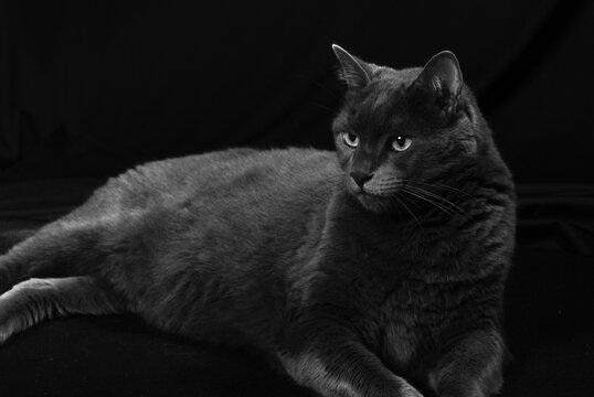 Gato gris oscuro en fondo negro mirando fijamente enigm&aacute;tico misterioso clave baja posando acostado descansando