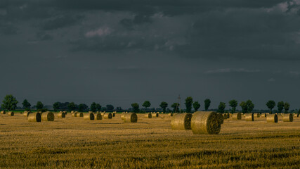 Fototapeta premium Harvest. The pressed straw lies in the field in the rays of the setting sun. Poland.