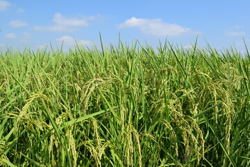 膨らみ始めた稲穂