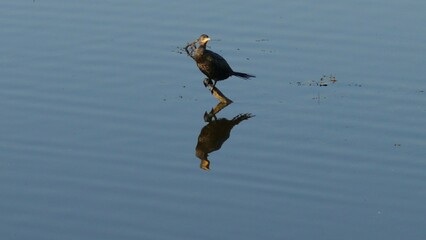 Ducks on water