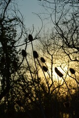 silhouette of flowers