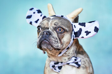 Funny merle colored French Bulldog dog wearing cow costume headband with bow tie in front of blue...