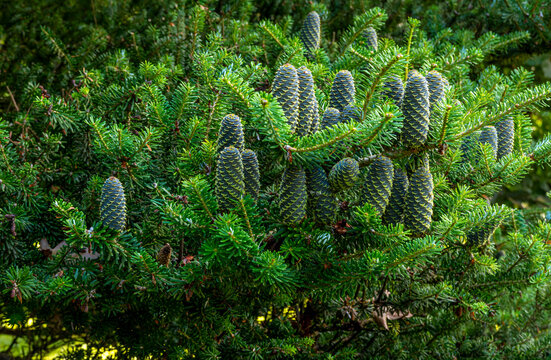 Korean fir cones (abies koreana), Poland