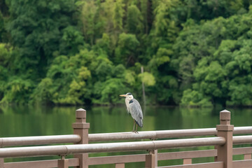 The gray heron is  on a fence
